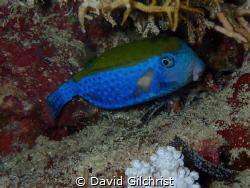 A Blue Tailed Trunkfish(Ostracion cyanurus) photographed ... by David Gilchrist 